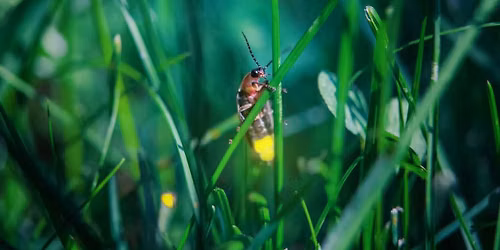 Family Firefly Glow Hike and Campfire: Hidden Oaks