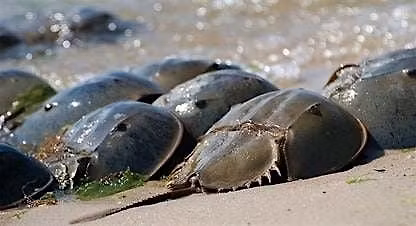 Horseshoe Crab Discovery Walk at Plumb Beach