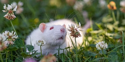 Barn Hunt Trial APRIL 2026