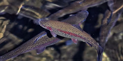 Fishes of the Southern Appalachians