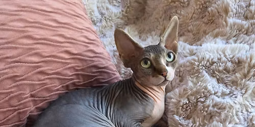 Sphynx cat for adoption