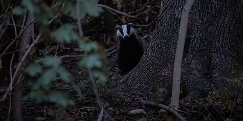 Nocne \u017cycie ogrodu - spotkania przyrodnicze w Nowej Palmiarni