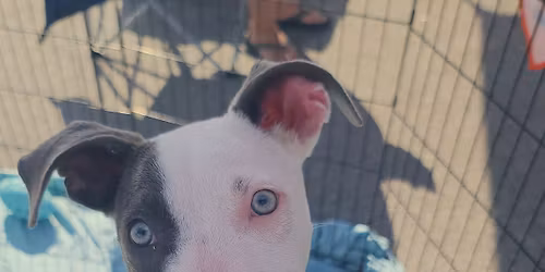 John Lee Mazda Adoption Event 