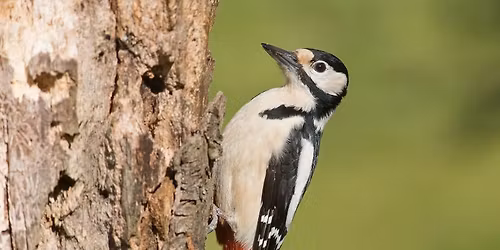 Vogelf\u00fchrung Berlin