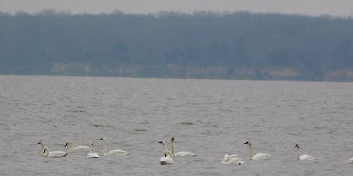 Winter Birding Hikes