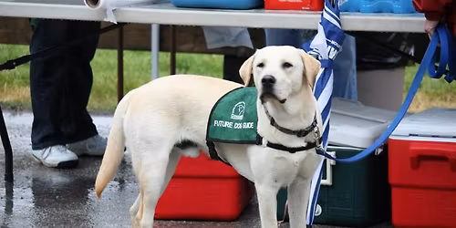 Georgetown Walk For Dog Guides