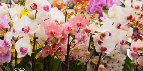 Orchid Society Summer Show 2026