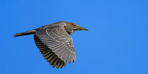 Wednesday Birders at Hyatt Hidden Lakes