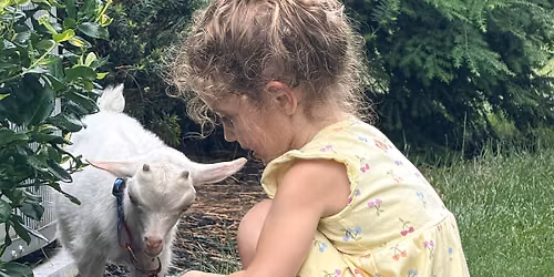 Petting Zoo