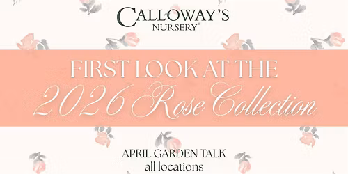 First Look at the 2026 Rose Collection