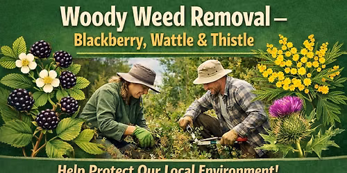 Woody W**d Removal \u2013 Blackberry, Wattle & Thistle