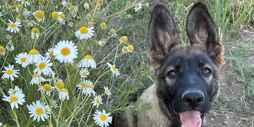 P\u0159edn\u00e1\u0161ka MVDr.Aleny Van\u00ed\u010dkov\u00e9 na t\u00e9ma: AROMATERAPIE pro psy 