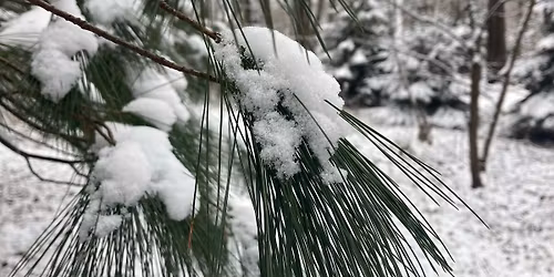 Advent Night Visions