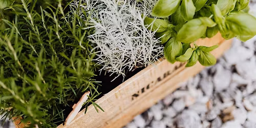 Best Herb Varieties for Oklahoma