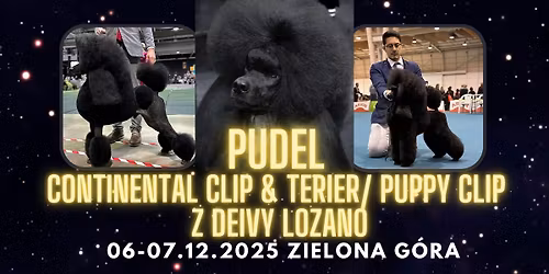 Pudel - Continental Clip i Terier\/Puppy Clip z Deivy Lozano