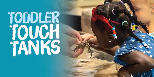 Toddler Touch Tanks