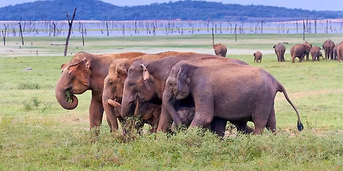 Martin Loew - Sr\u00ed Lanka