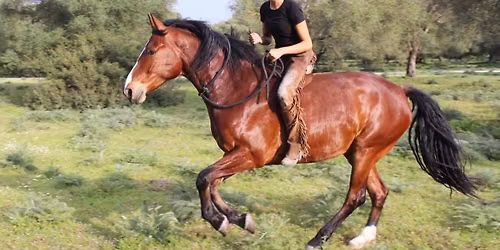 Dagkurs med Tara Orlin\ud83d\udc9a