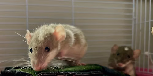 Happy Ratters Trial