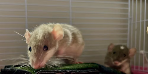 Happy Ratters Trial