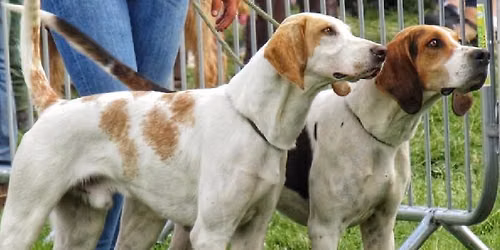 Pennine foxhounds terrier & lurcher show 