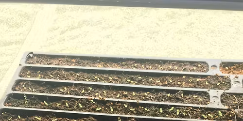 From Seed to Sprout: Growing Vegetables & Flowers at Home