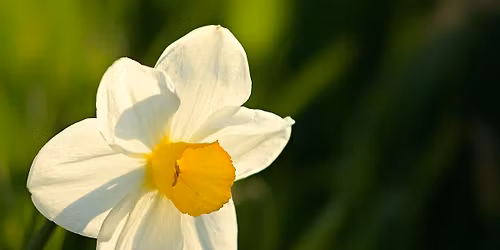 Dolina Narcyz\u00f3w 3 dni 