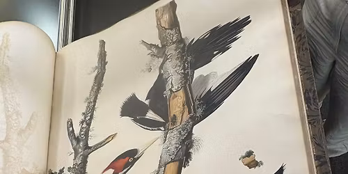 Tulane Special Collections Visit: \u201cFlipping the Bird!\u201d