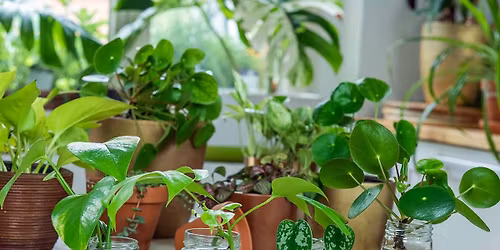 Safety Harbor Community Plant Swap \ud83c\udf31 \ud83e\udeb4 