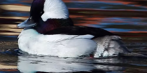 Sunday Morning Bird Walk: Winter Birds of Lake Padden