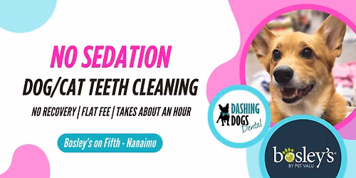 Dog & Cat Teeth Cleaning - Nanaimo