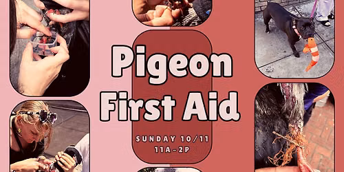 Pigeon First Aid