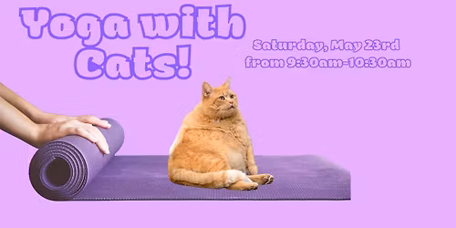 Yoga with Cats!