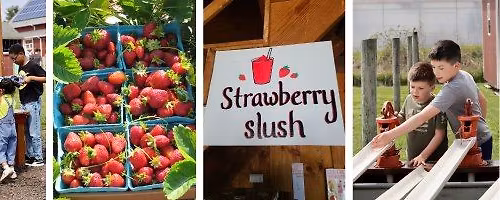 Strawberry Festival