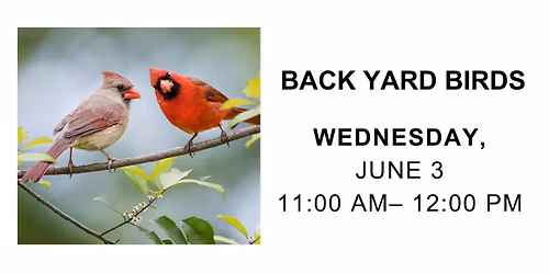 Lifelong Presents: Backyard Birds