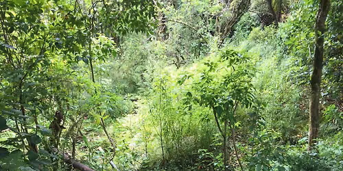 Kohimarama Forest Restoration 