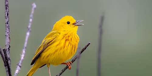 2026 Conservancy Days - Birding by Ear: Warbler Edition with Timothy Hansel