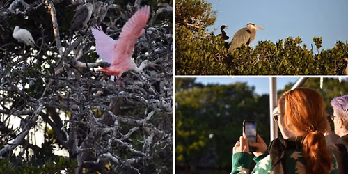 Art & Nature Sunset Tours with the MFA & Tampa Bay Watch Discovery Center