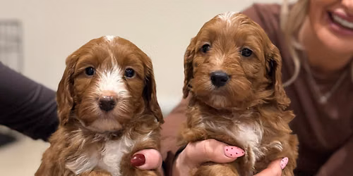 Cavapoo & Cockapoo Puppy Therapy Wellingborough 