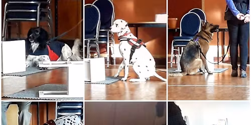 Scent Detection Taster Session