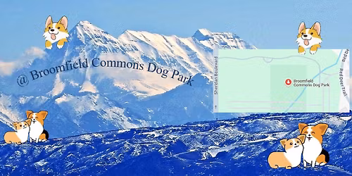 End of Year Corgi Meet - Broomfield Dogpark