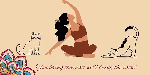 Yoga with kitties