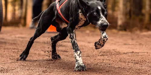 Introduction to Harness Dog Sports