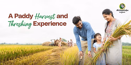 A Paddy Harvest and Threshing Experience