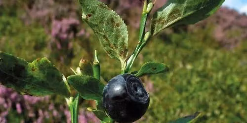 Tegg\u2019s Nose Bilberry Pick