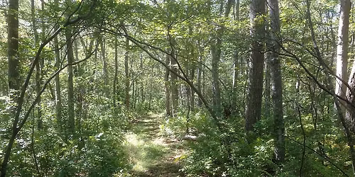 Social Hike: Old Harbor