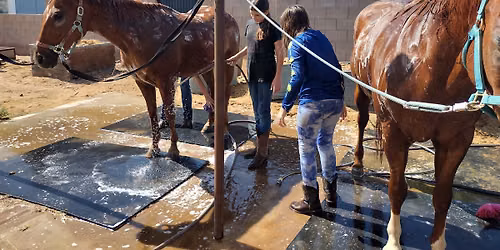 June 8-11, 2026 Horsemanship Camp 1 (Non-Riding) — A2Z Horses LLC