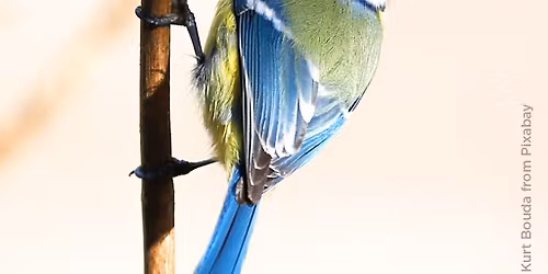 Blue tit - Acrylic Painting Workshop, Walton on the Naze