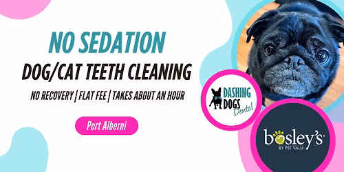 Dog & Cat Teeth Cleaning - Port Alberni