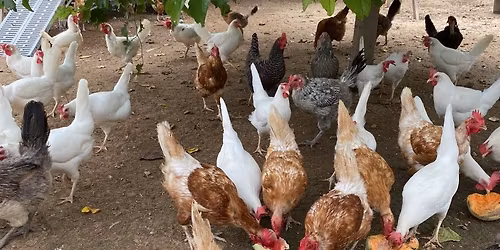 Backyard Chickens!  An easy How To Guide